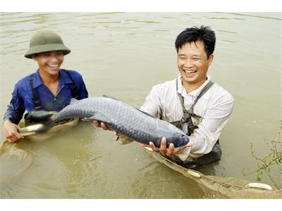 Nâng Cao Năng Suất, Giá Trị Thuỷ Sản