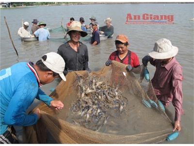 Ba Năm Liền Nuôi Tôm Càng Xanh Trong Ao Đất Đạt Hiệu Quả Cao