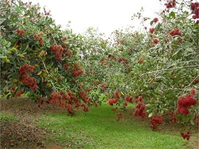 Trồng Chôm Chôm Vụ Nghịch Lãi Khá