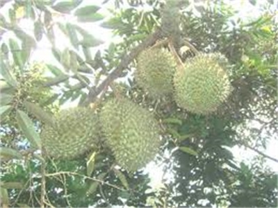 Chung Lo Cùng Sầu Riêng Khánh Sơn