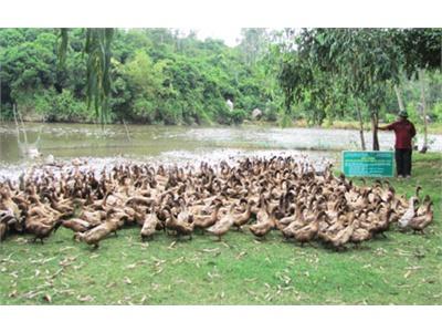 Chăn Nuôi Vịt An Toàn Sinh Học Hạn Chế Dịch Bệnh