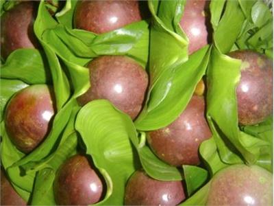 Nông Dân Trúng Giá Vú Sữa Nâu Thu Hoạch Sớm