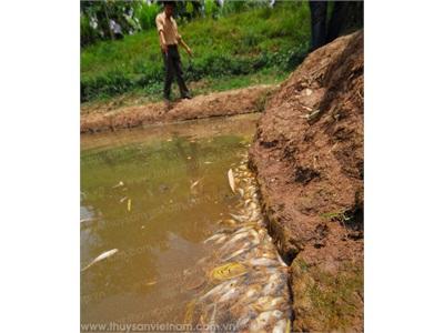 730 Ha Diện Tích Nuôi Cá Tra Bị Dịch Bệnh