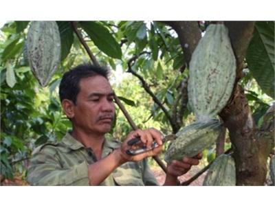 Cacao Được Mùa, Giá Tăng 30% So Với Cùng Kỳ Năm Ngoái