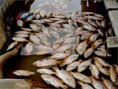 Cá Nuôi Chết Nhiều Do Nước Thải Trên Ruộng