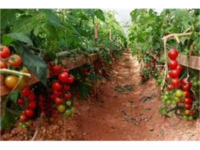 Hệ Thống Siêu Thị Big C Tiêu Thụ Gần 400 Tấn Cà Chua Đà Lạt
