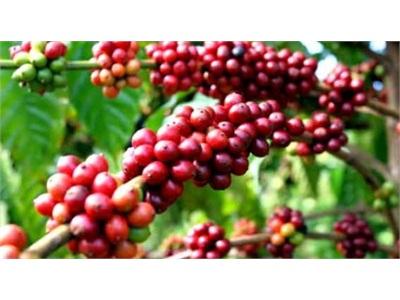 Thị Trường Cà Phê Robusta Đối Mặt Mức Thiếu Cung Lớn Nhất Trong 9 Năm