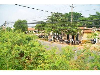 Hiểm Họa Từ Cây Mai Dương