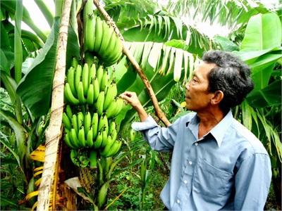 Hiệu Quả Từ Mô Hình Trồng Chuối Tiêu Hồng