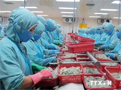 WTO Ra Phán Quyết Với 7 Nội Dung Có Lợi Cho Tôm Việt Nam