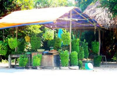 Đoạn Đường... Chuối Hột