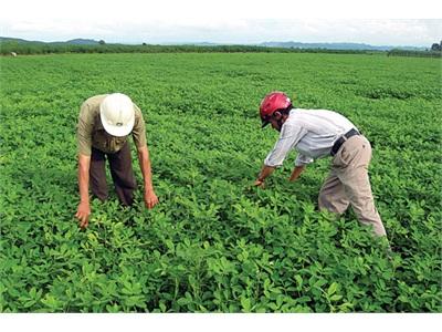 Đa Dạng Cây Trồng, Vật Nuôi Hướng Xóa Đói, Giảm Nghèo Ở Đắk Drông