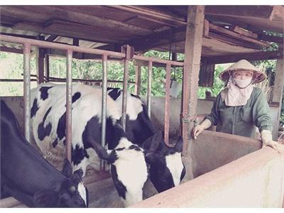 Nuôi Bò Sữa Giống Nội Địa