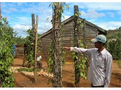 Kiểm Dịch Thực Vật… Bỏ Ngỏ Đến Bao Giờ?