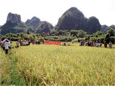 Sản Xuất Vụ Đông Xuân Các Địa Phương Chú Trọng Đảm Bảo Cơ Cấu Giống Cây Trồng