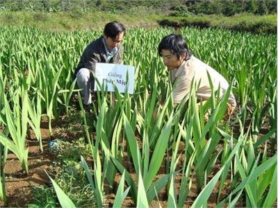 Đội Ngũ Khuyến Nông Ở Gia Nghĩa Đi Đầu Ứng Dụng Khoa Học Kỹ Thuật Vào Sản Xuất