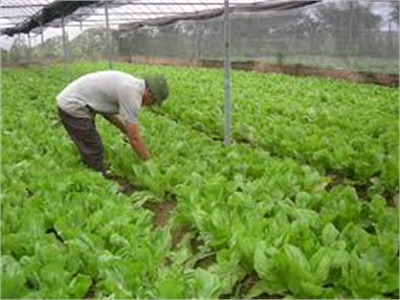 Huyện Hoằng Hóa Đẩy Mạnh Phong Trào Thi Đua Sản Xuất, Kinh Doanh Giỏi