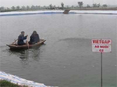 Ninh Bình Nhân Rộng Mô Hình Nuôi Tôm Chân Trắng Theo VietGAP