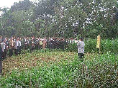 Hiệu Quả Từ Trồng Cỏ Nuôi Bò Ở Thôn Bắc Bình
