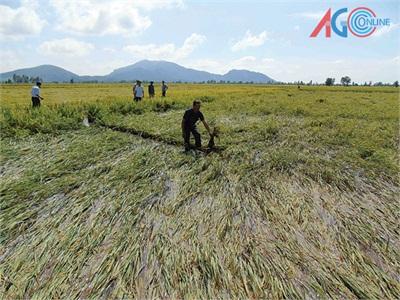 Đến Ngày Thu Hoạch, Hàng Trăm Công Lúa Bị Đổ Ngã