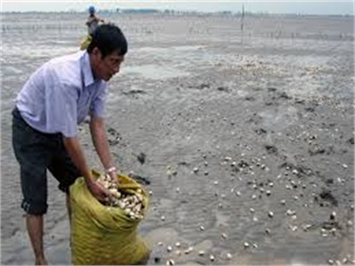 Để Nghề Nuôi Nghêu Gò Công Trở Lại Thời Hoàng Kim