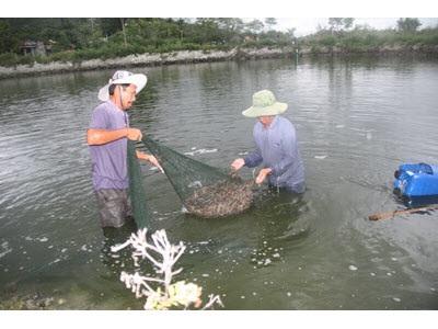 Xã Ninh Phú Thua Lỗ Vì Tôm