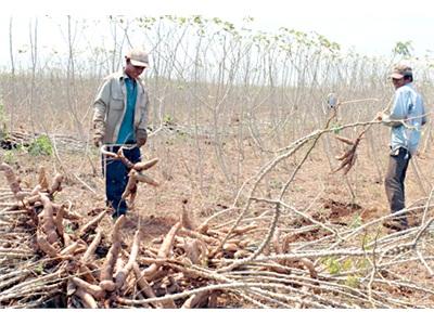 Dịch Vụ Cung Cấp Lao Động Nông Nghiệp Đắt Hàng