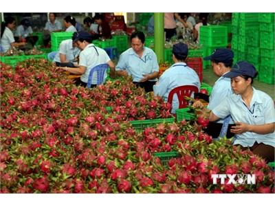Đưa Nông Sản Việt Vào Hệ Thống Bán Lẻ Quốc Tế