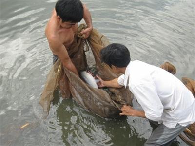 Mô Hình Nuôi Cá Trắm Đen Thương Phẩm Làm Chính Trong Ao Bằng Thức Ăn Viên Tổng Hợp Đạt Hiệu Quả