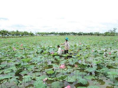 Hiệu Quả Từ Chương Trình Giám Sát Và Phòng Chống