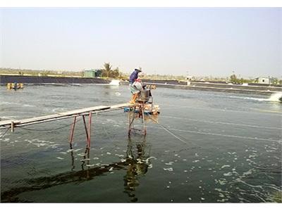 Triển Vọng Từ Mô Hình Nuôi Tôm Chân Trắng Thương Phẩm Theo Quy Trình VietGAP