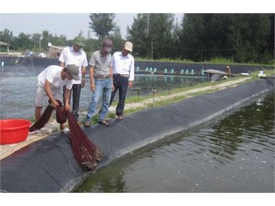 Xã Hoằng Phụ (Thanh Hóa) Khai Thác Thế Mạnh Vùng Triều, Nuôi Thủy Sản Theo Hướng Hiệu Quả, Bền Vững