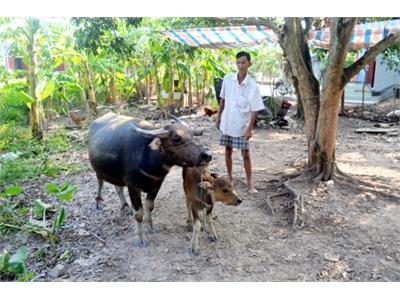 Nuôi Trâu Sinh Sản Ở Bình Dân (Quảng Ninh)