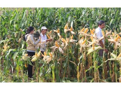 Nhờ Phát Triển Cây Ngô Lai Mà Thoát Đói Nghèo
