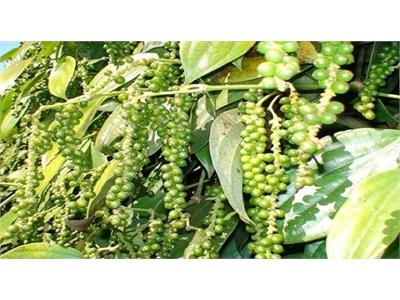 Sản Lượng Hạt Tiêu Của Ấn Độ Sẽ Tăng Gấp Đôi Trong Năm 2015