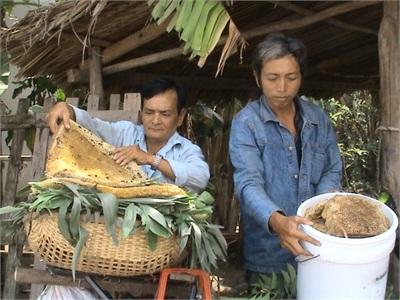 Thu Nhập Cao Từ Mật Ong Rừng
