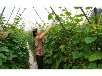 Đưa Vụ Đông Thành Vụ Sản Xuất Chính