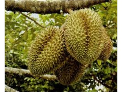 Làm Giàu Với Sầu Riêng Trái Mùa