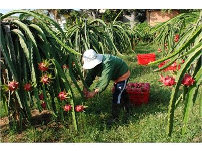 Vui Buồn Chuyện Thanh Long VietGAP