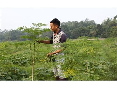 Chùm Ngây Cây Trồng Mới