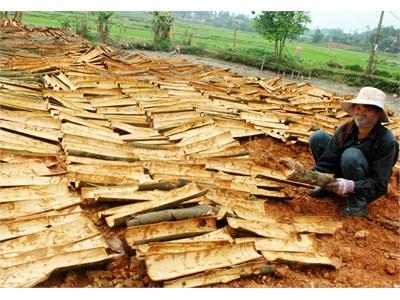 Toàn Tỉnh Lào Cai Có Gần 9.000 Ha Quế