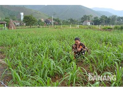 Hòa Vang (Đà Nẵng) Trồng Cỏ Nuôi Bò Thành Phong Trào