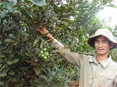 Cây Mắc Ca Bám Rễ Trên Cao Nguyên