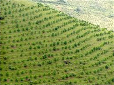 Huyện Thạch Thành Trồng 595 Ha Rừng, Tăng 49% So Với Kế Hoạch