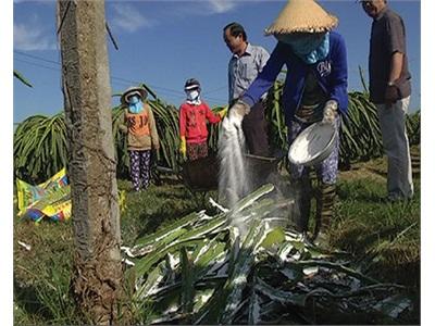 Chiến Dịch Vệ Sinh Vườn Thanh Long Diệt Trừ Mầm Bệnh Đốm Trắng