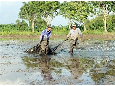 Dồn Sức Cho Vụ Lúa Đông Xuân