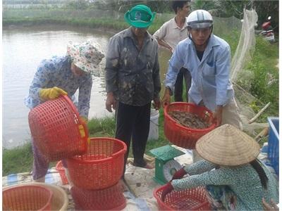 Vụ Tôm Nước Lợ Năm 2014 Phát Triển Vượt Bậc