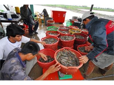 Xuất Khẩu Thủy Sản Cầm Chắc 7 Tỷ USD