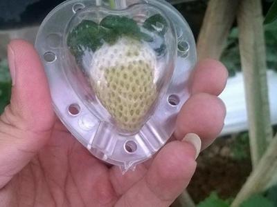 25.000 đồng một khuôn tạo hình lạ cho trái cây