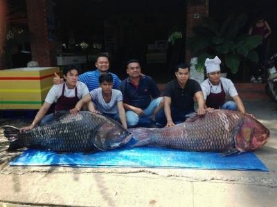 Bắt được cặp cá hô khủng nặng 240kg